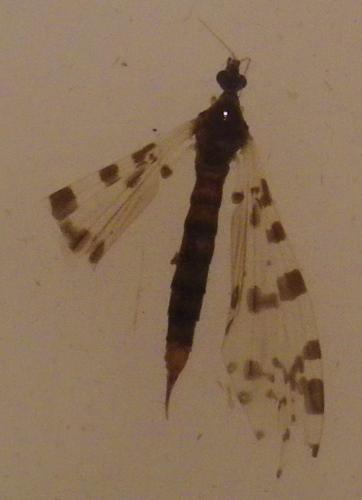 Eloeophila submarmorata